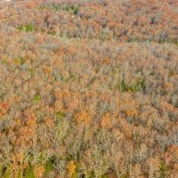 19.76 Acre Timber Tract Tract B for Sale Phelps County images 2