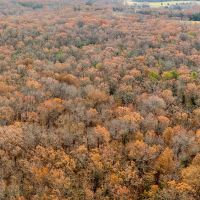 19.76 Acre Timber Tract Tract B for Sale Phelps County images 3
