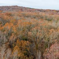 19.76 Acre Timber Tract Tract B for Sale Phelps County images 4