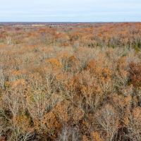 19.76 Acre Timber Tract Tract B for Sale Phelps County images 5