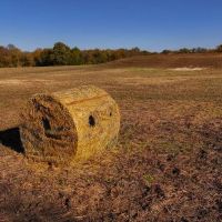 Black Oak Estate images 4