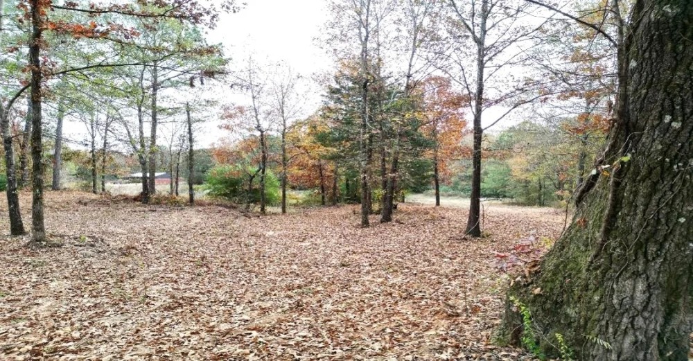 25.5 Acres in Monroe County in Hamilton MS featured image