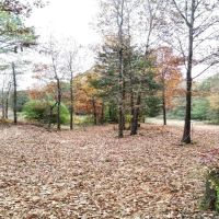 25.5 Acres in Monroe County in Hamilton MS