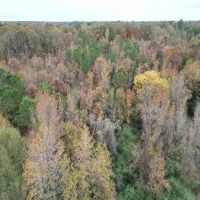 25.5 Acres in Monroe County in Hamilton MS images 3
