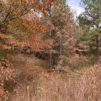 25.5 Acres in Monroe County in Hamilton MS images 5