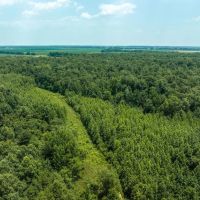 Woodlands of Neelyville