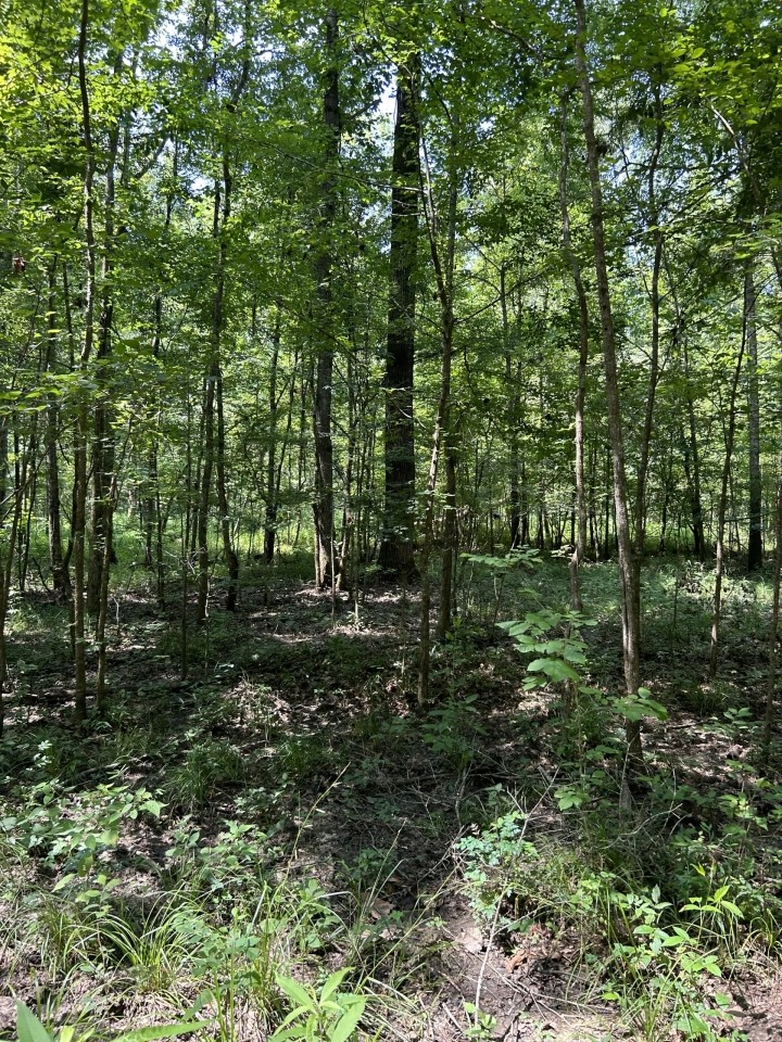 66-130-rushing-cedar-creek featured image