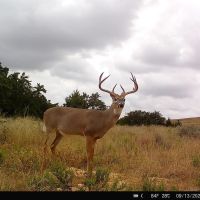 State Line 335 images 5