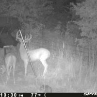 North Texas 444 Vista Ranch Hunting Recreation Cattle images 4