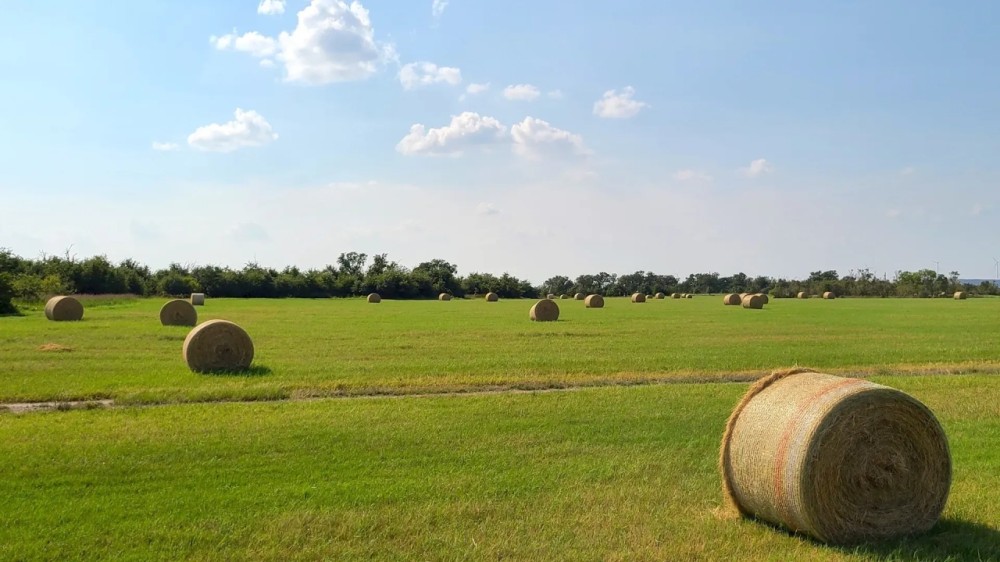 North Texas 444 Vista Ranch Hunting Recreation Cattle featured image