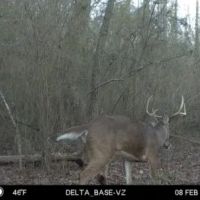 BIG BUCK HUNTING TRACT IN LEE COUNTY GA ON THE KINCHAFOONEE images 3