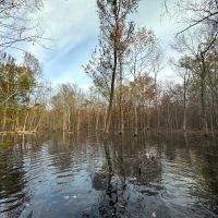 113.49 Surveyed Acres Green Timber and Cabin