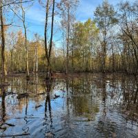 113.49 Surveyed Acres Green Timber and Cabin images 2