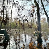 113.49 Surveyed Acres Green Timber and Cabin images 3