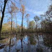 113.49 Surveyed Acres Green Timber and Cabin images 5