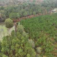 1 000 Acre Trophy Property in Bullock County images 2