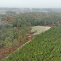 1 000 Acre Trophy Property in Bullock County images 4