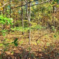 Affordable hunting property images 3