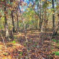 Affordable hunting property images 4