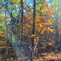 Affordable hunting property images 5