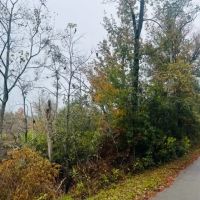 19.4 acres Patonia Road in City Limits of Lumberton images 2