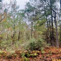 19.4 acres Patonia Road in City Limits of Lumberton images 3