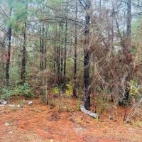 19.4 acres Patonia Road in City Limits of Lumberton images 5