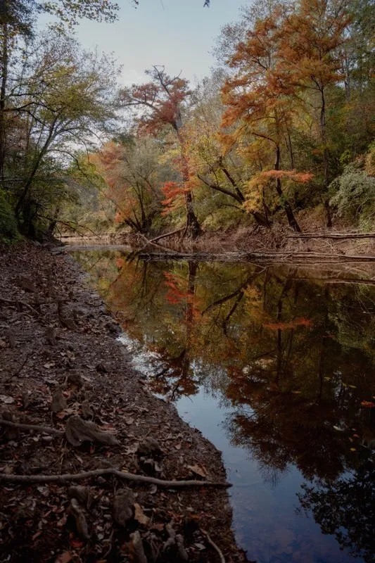 262.4 Acres and a Camp in Wayne County MS featured image