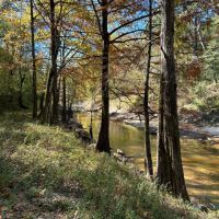 262.4 Acres and a Camp in Wayne County MS images 4