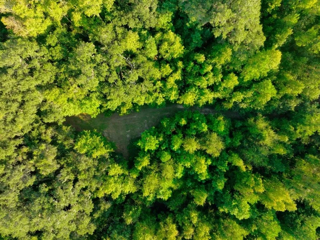 Sapelo River Marsh Homestead Hunting Land for Sale