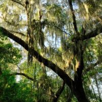 Sapelo River Marsh Homestead images 5