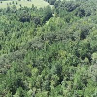 Pole Branch - Tract 3 images 2