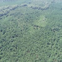 Pole Branch - Tract 3