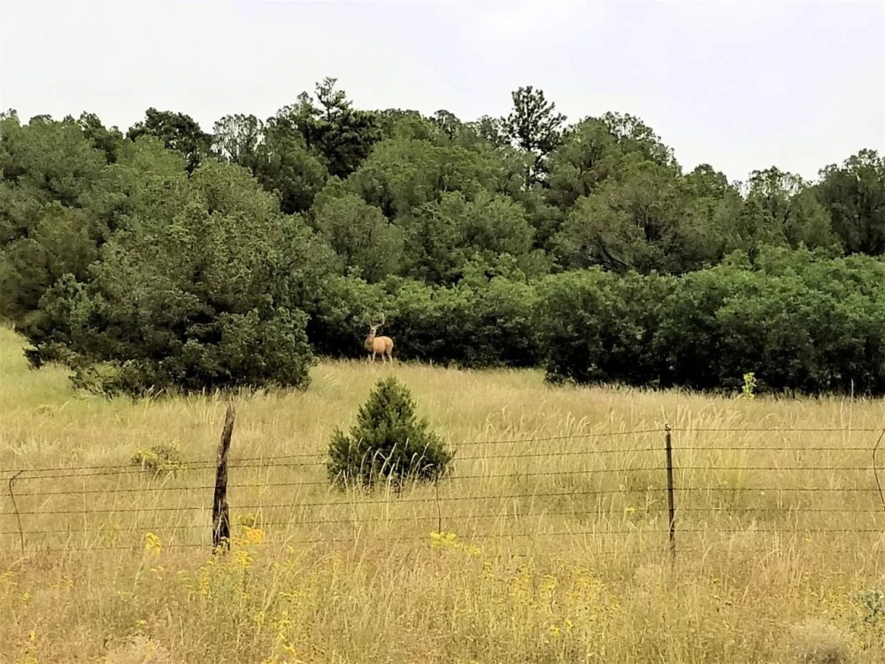 Colorado Recreational Hunting Ranch featured image
