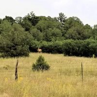 Colorado Recreational Hunting Ranch