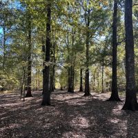 280 Acres in Tallahatchie County MS images 2