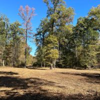 280 Acres in Tallahatchie County MS images 3