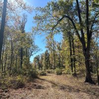 280 Acres in Tallahatchie County MS images 4