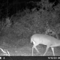 280 Acres in Tallahatchie County MS images 5