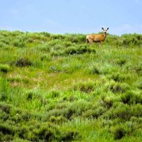 Wallahachie Ranch images 3