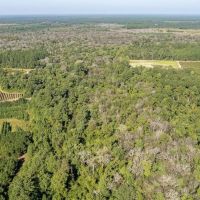 15.65 acres of Recreational and Hunting Land For Sale in Bladen County NC images 4