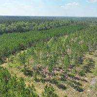 505 - Ac River Road Farm for Sale in Charlton County GA images 4