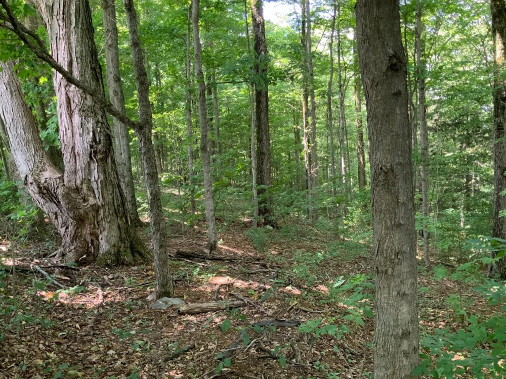 11 acre NY Southern Tier Hunting Land Richford NY Hunting Land for