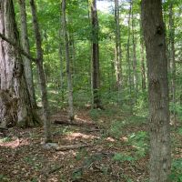 11 acre NY Southern Tier Hunting Land Richford NY