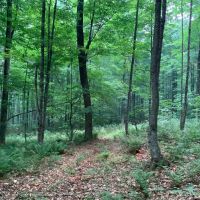 11 acre NY Southern Tier Hunting Land Richford NY images 2