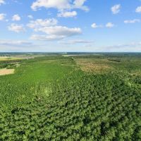 475-Acre Prime Hunting Land for Sale in Pitt County NC images 3