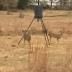 Turkey Ridge Ranch Hunting images 2
