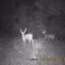 Turkey Ridge Ranch Hunting images 4
