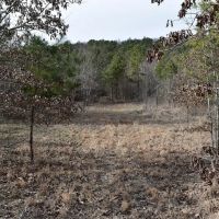 Lake Ouachita National Forest Bradey Mountain 20