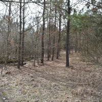 Lake Ouachita National Forest Bradey Mountain 20 images 2